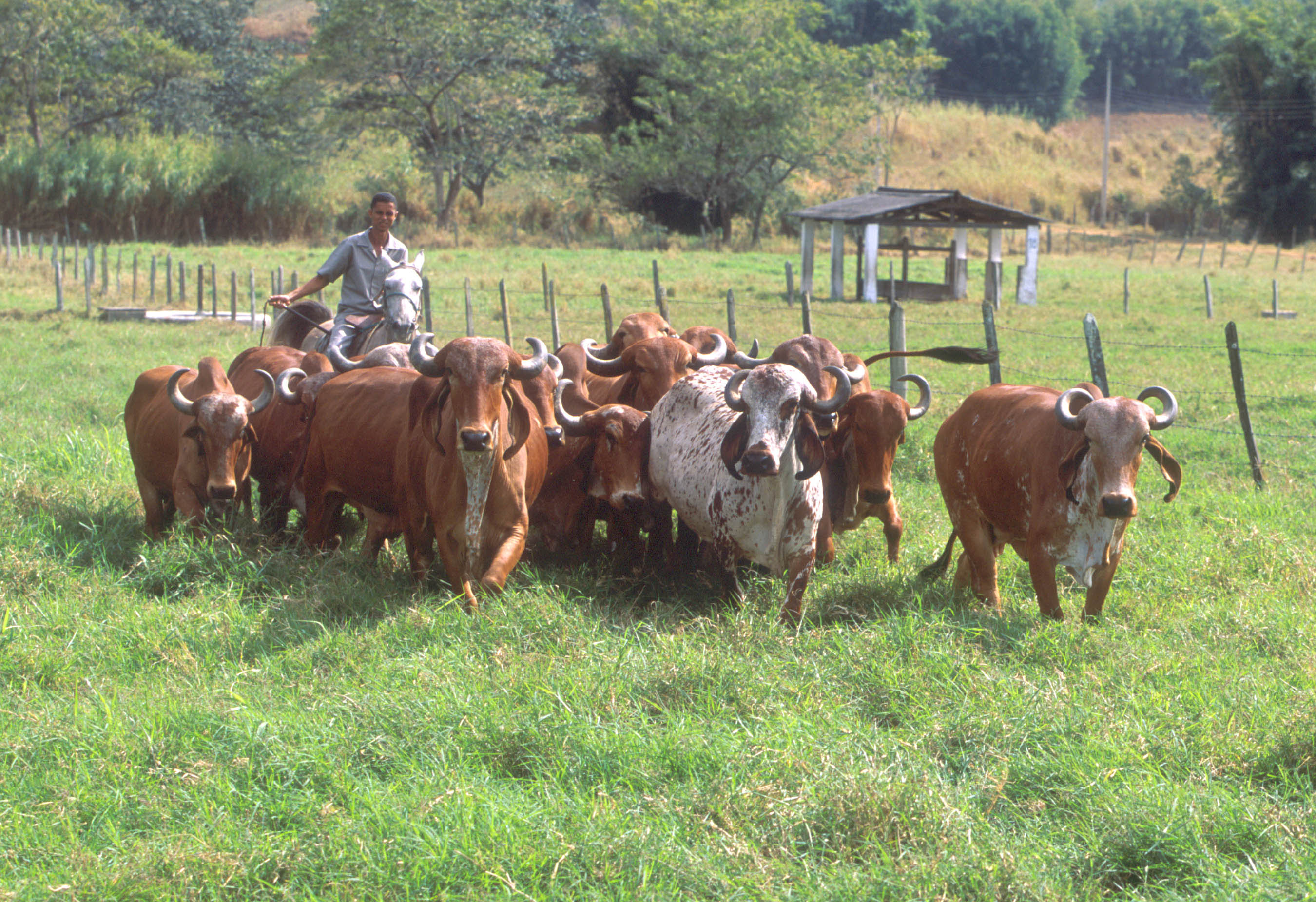 Agrotech startups in Brazil